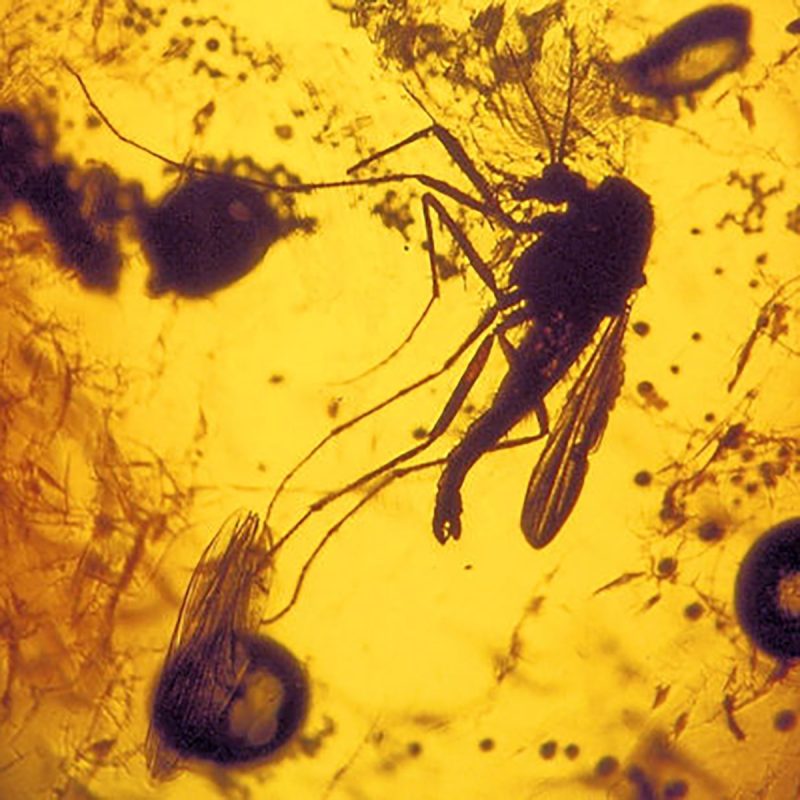 Gemme e Gemmologia | Gricia Gioielli